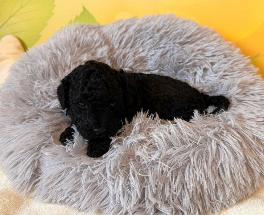 Cockapoo F1b puchate słodziaki