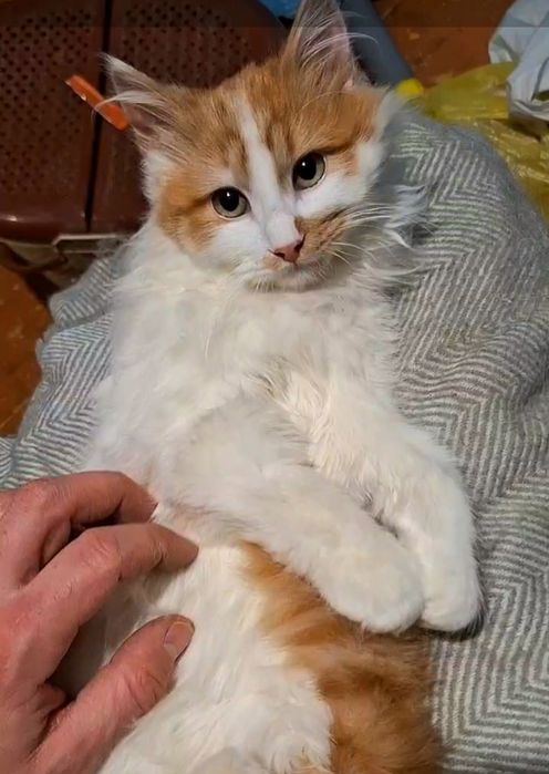 Пушистый бело-рыжий котёнок ищет дом! Котята в хорошие руки!