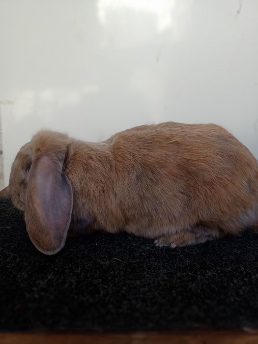 Кролики-Кролі Французький Баран французский