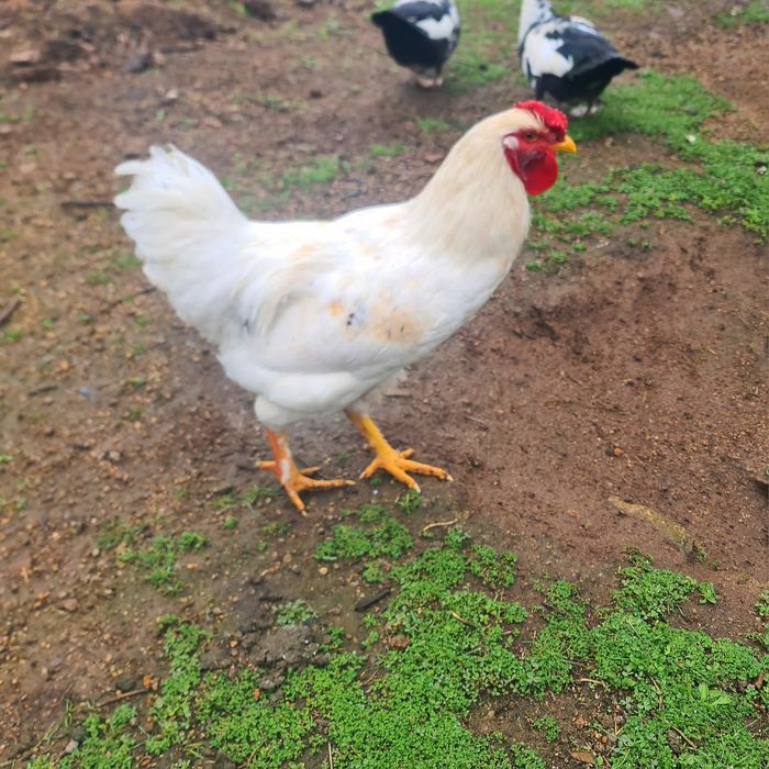 Galos brancos jovens e adultos para venda ou troca