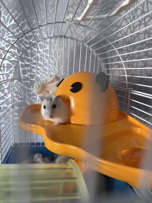 Хомʼячок разом з кліткою)