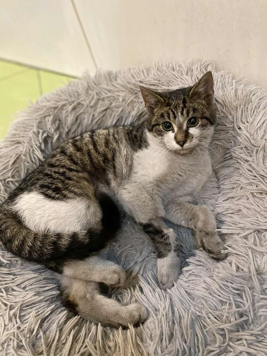 Mały kocurek szuka domu