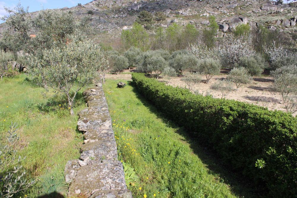 Terreno 53.265 m² com casa de granito, Olival DOP/DOC