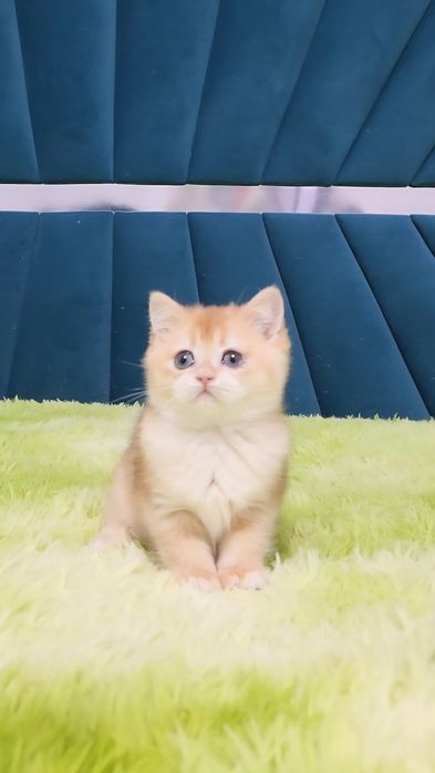 Шотландський хлопчик золота шиншила ny12