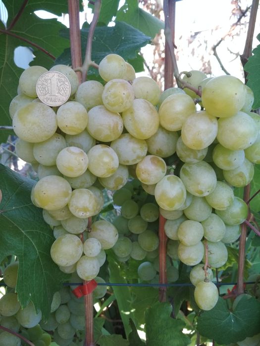 Саджанці винограду