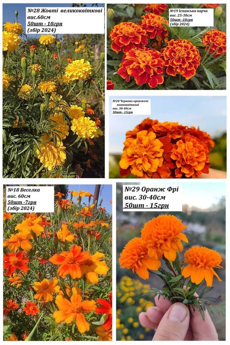 Насіння чорнобривців