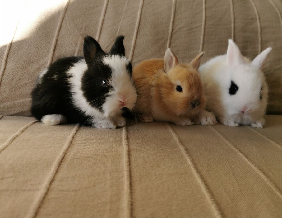 KIT Coelhos anões angorá e holandês mini muito fofos