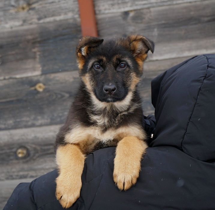 Свободы 2 девочки