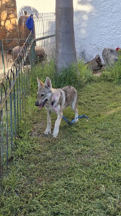 Cão lobo Checoslováco com LOP