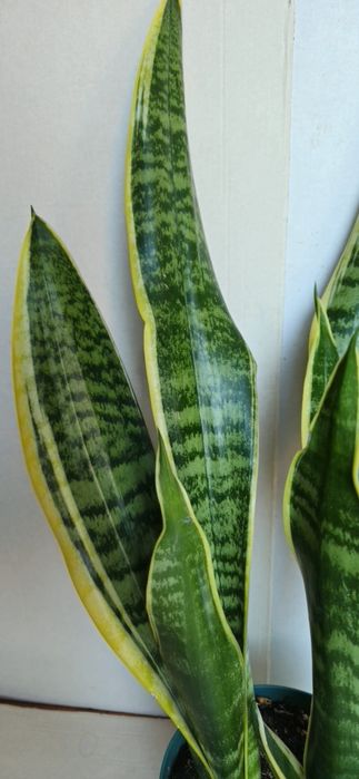 Planta Espada de São Jorge Vaso 13 cm