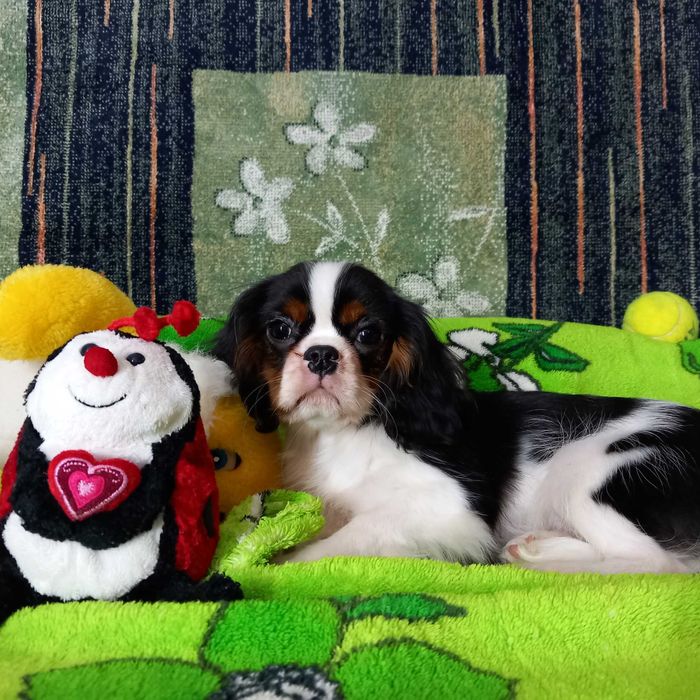 Кавалер кінг чарльз спаніель