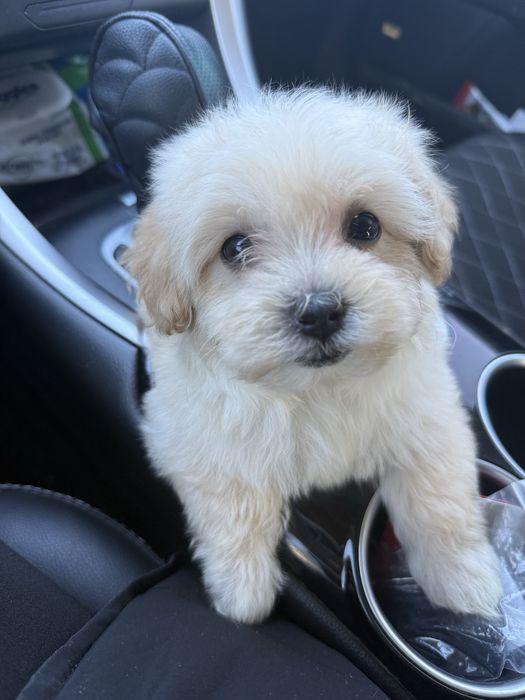 Міні дівчинка Мальтипу