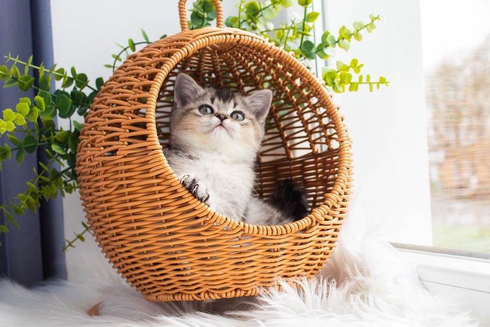 Неймовірний плюшевий котик