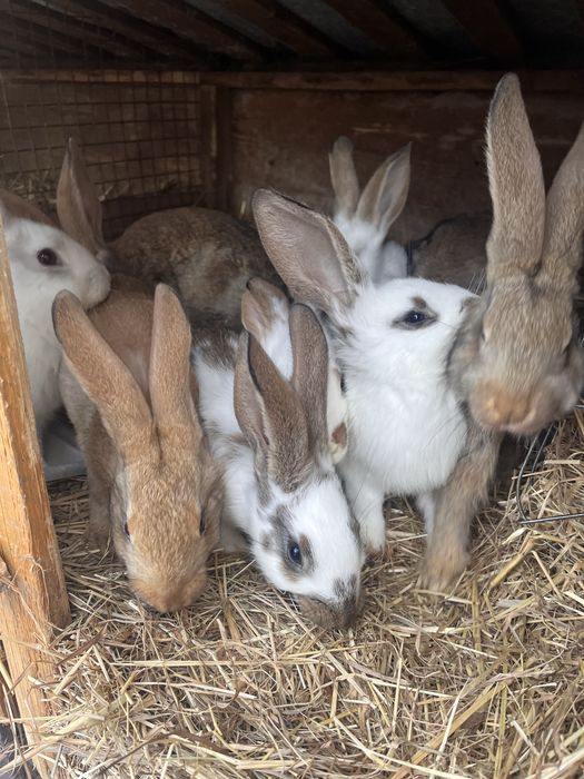 Sprzedam młode króliki