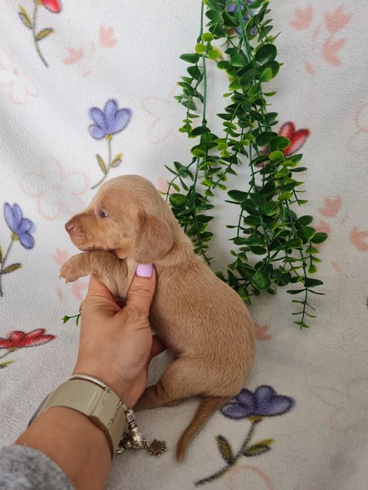 Estupendo macho Teckel cor rara de Qualidade