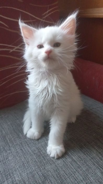 Kocurek Maine Coon WCF