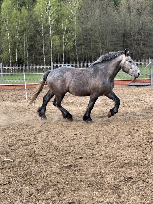 Ogier zimnokrwisty Herkules