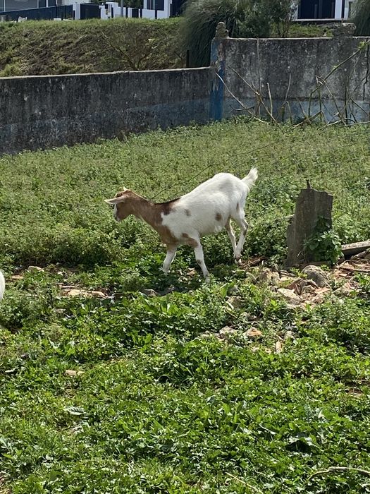 Bode Boer, Cabra e Cabrito Cruzados à Venda