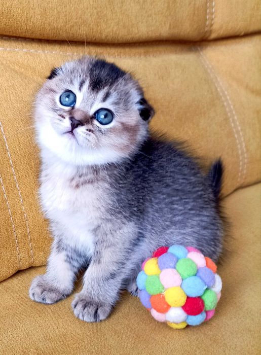 Кішечки золоті шиншили