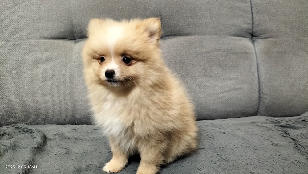 Rudy piesek szpic miniaturowy