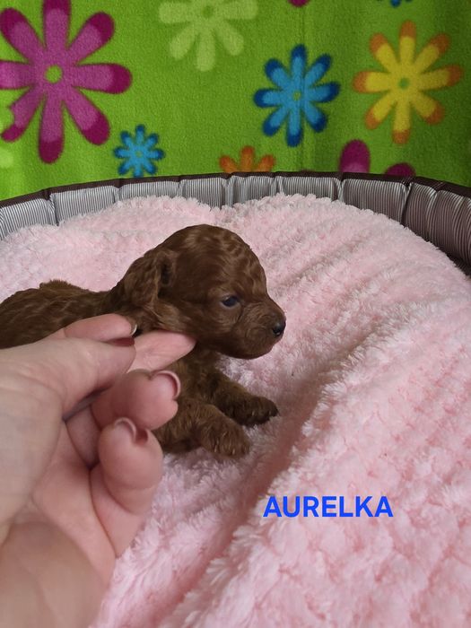 Zarezerwowana  Aurelka