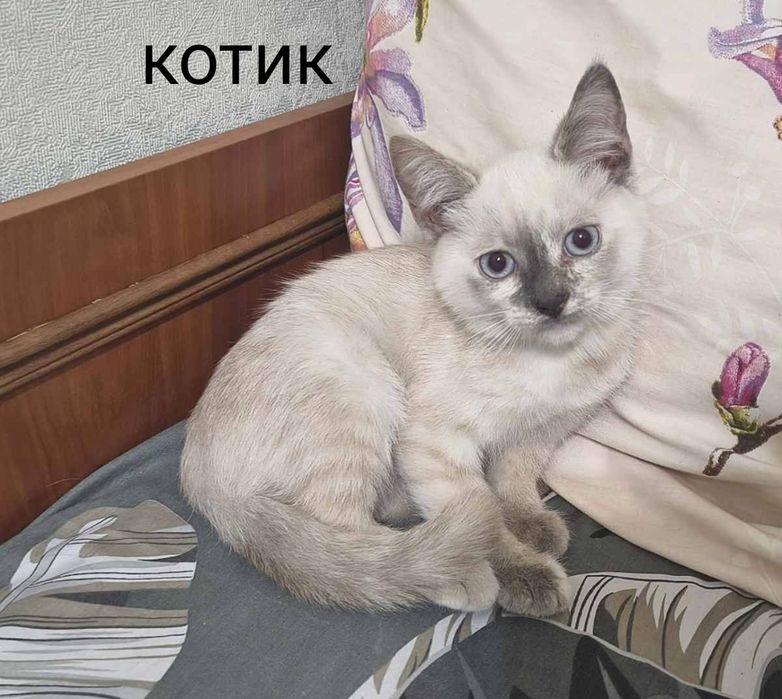 Продаються кошенята