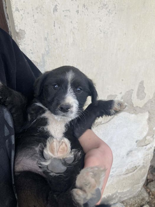 Małe pieski do adopcji