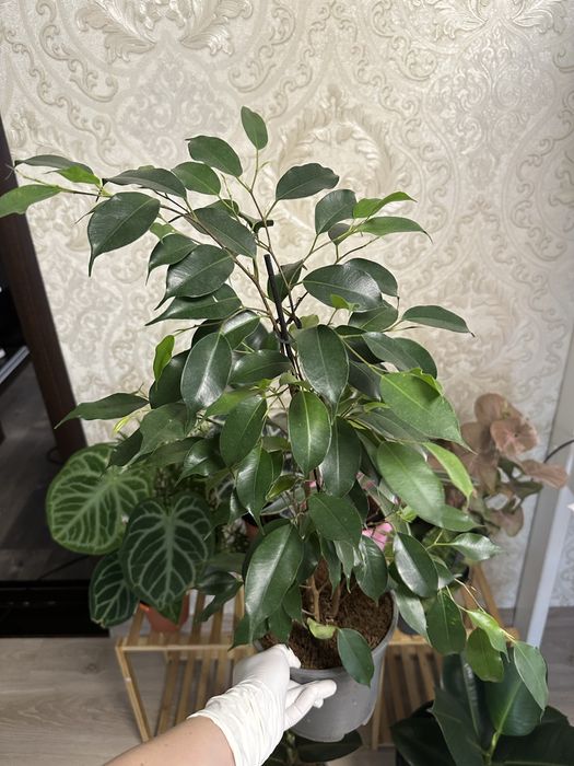 Кімнатні квіти Рослини