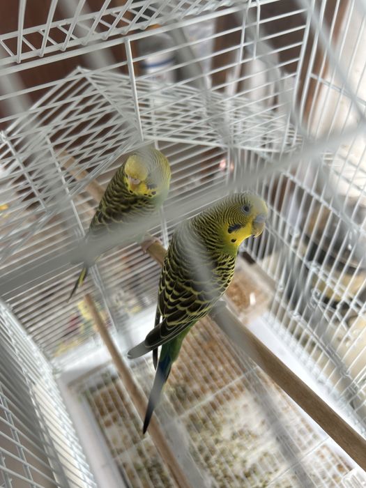 Casal de dois periquitos
