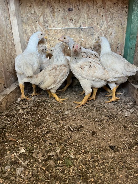 Продам когутів  13 місяці