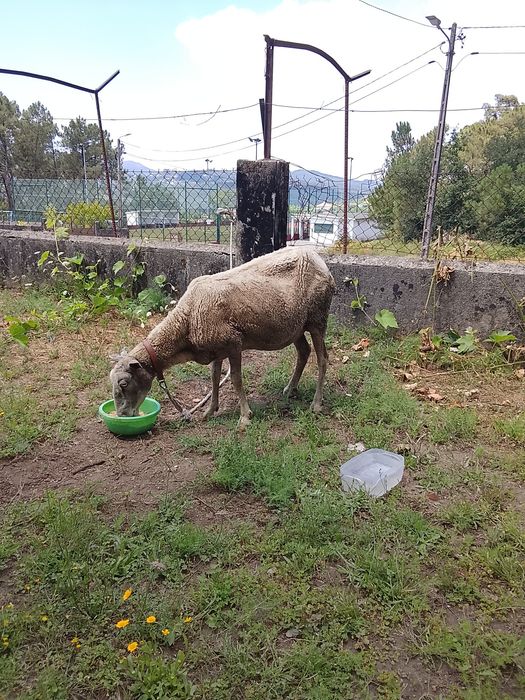 Venda ovelha ao troco