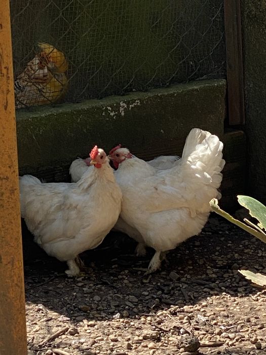 Garnizos brancos e pretos