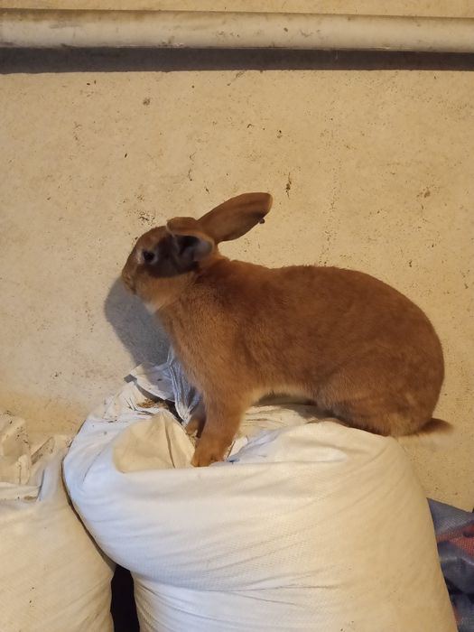 Króliki hodowlane samce