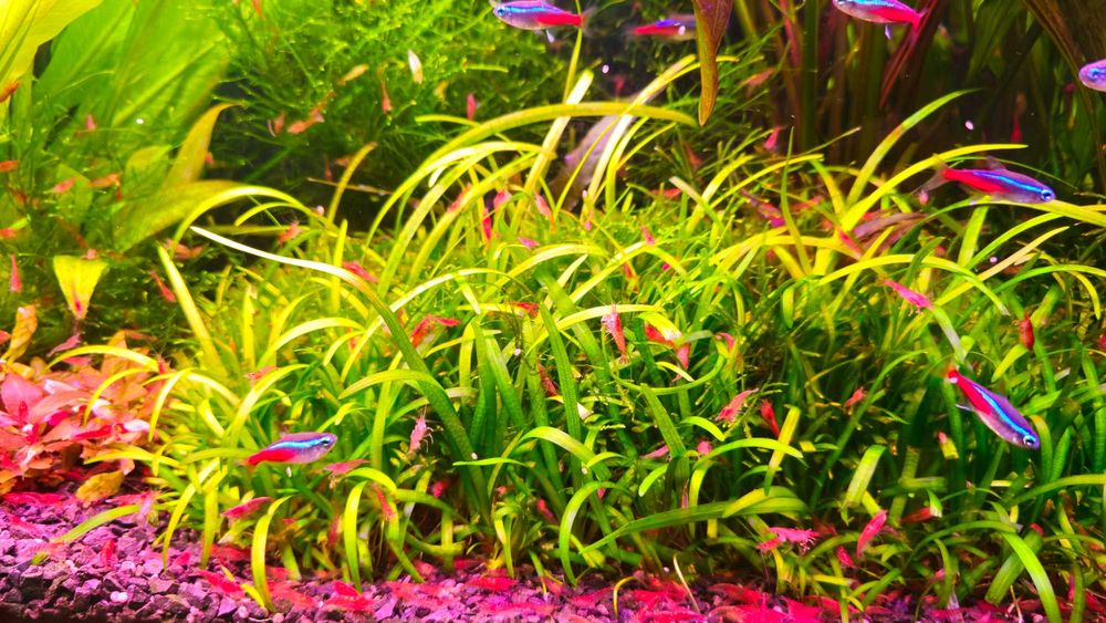 Sagittaria subulata Strzałka skrzydlasta