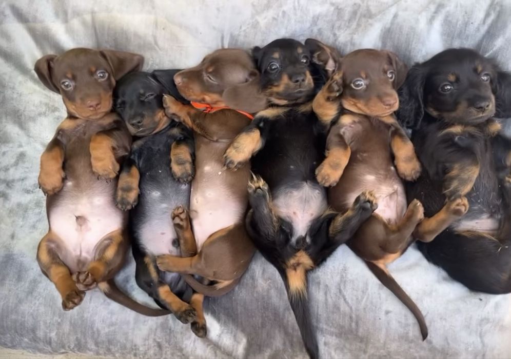 Такса щенки шоколадки