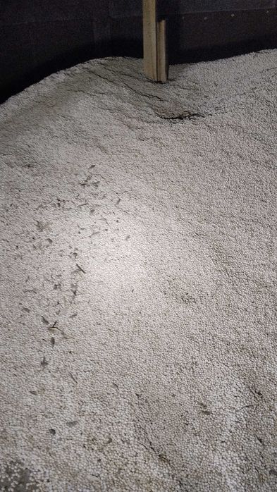 Łubin słodki Boruta