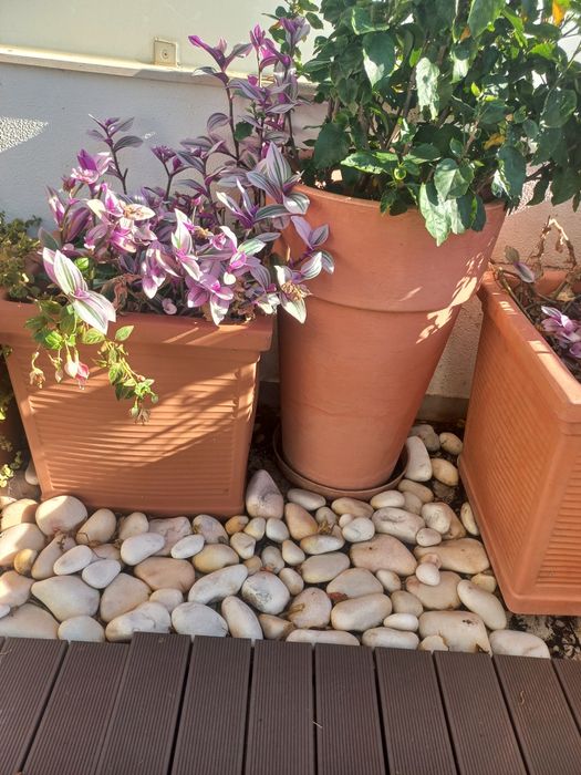 Vasos em polietileno e plantas