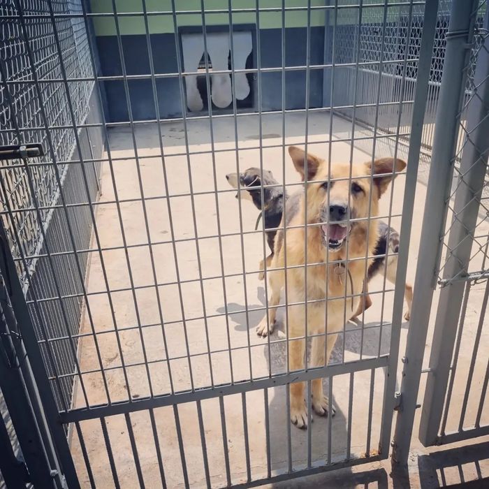 Poszukiwane domy tymczasowe. Pomóż im opuścić betonowe boksy.