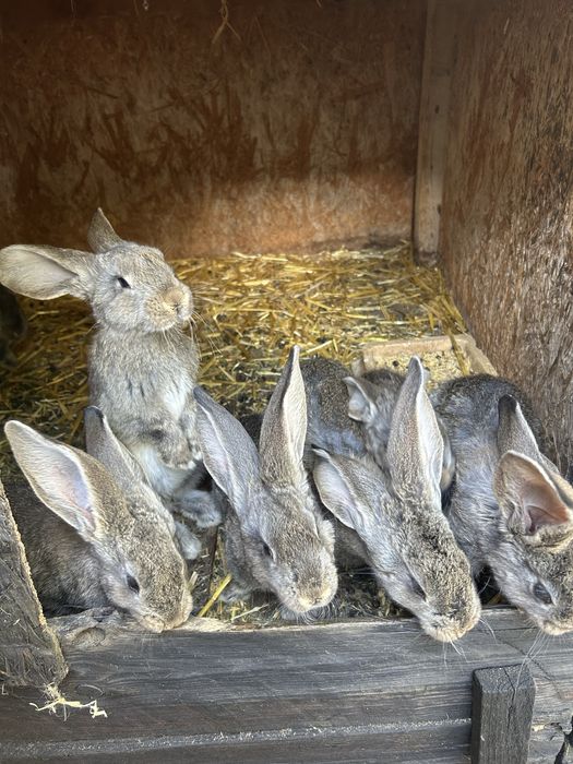 sprzedam olbrzymy belgijskie