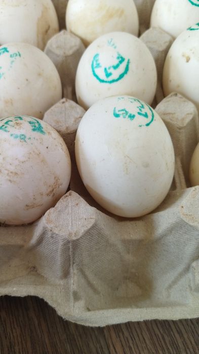 Інкубаційне яйце