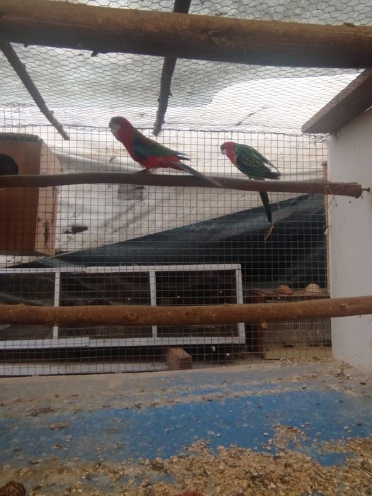 Varias aves para venda