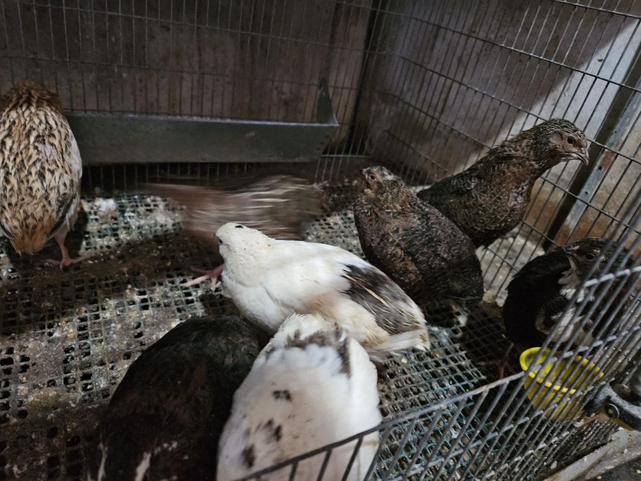 Corduniz, recém nascido e ovos