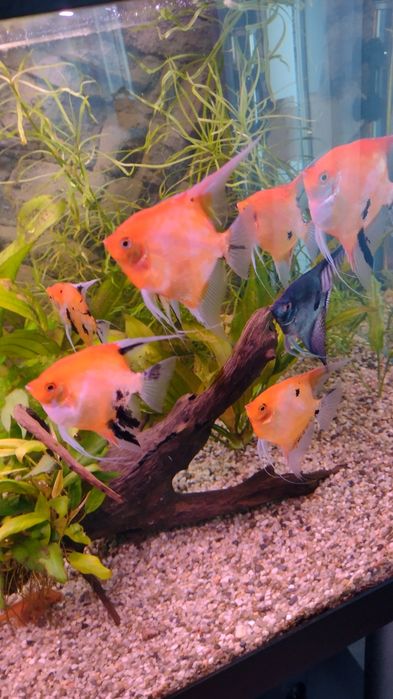 Skalar pinoy zebra blue koi