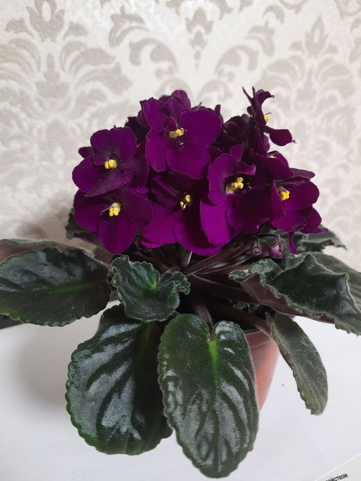 Продам гарні фіалки