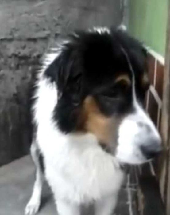 Border collie x fema