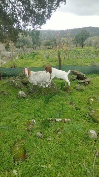 Vendo chibos machos boer