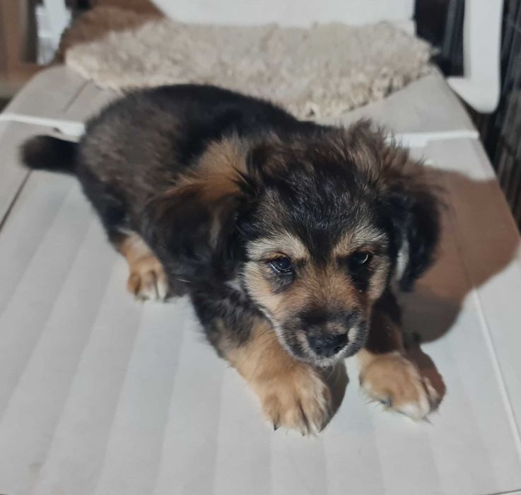 Szczeniaki małej mamy czekają na domy.