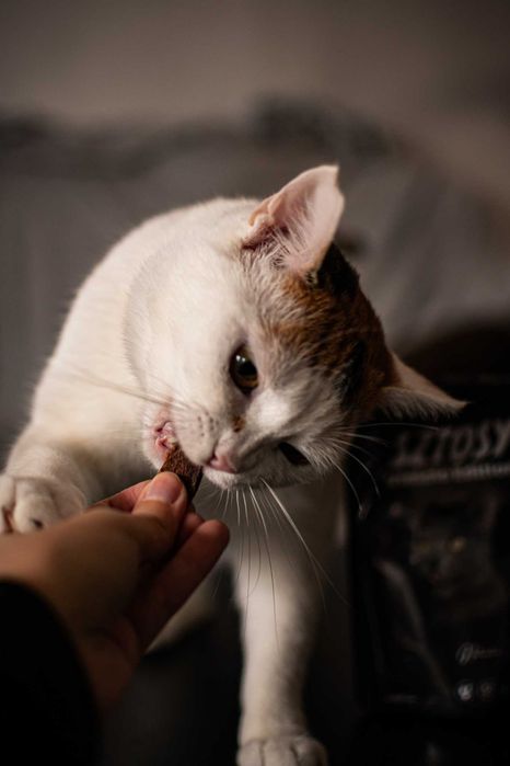 Trikolorka szuka domu!