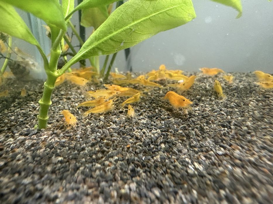krewtki YELLOW
