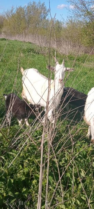 Продам кіз дійних за першим і за другим окозом